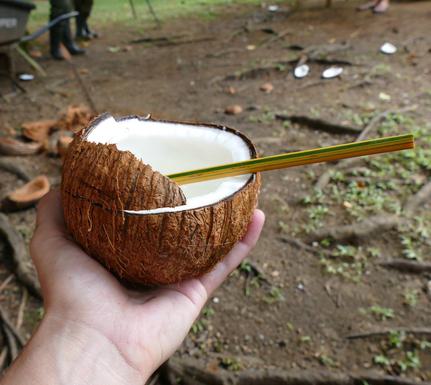 Costa rica osa peninsula golfo dulce cativo coconut