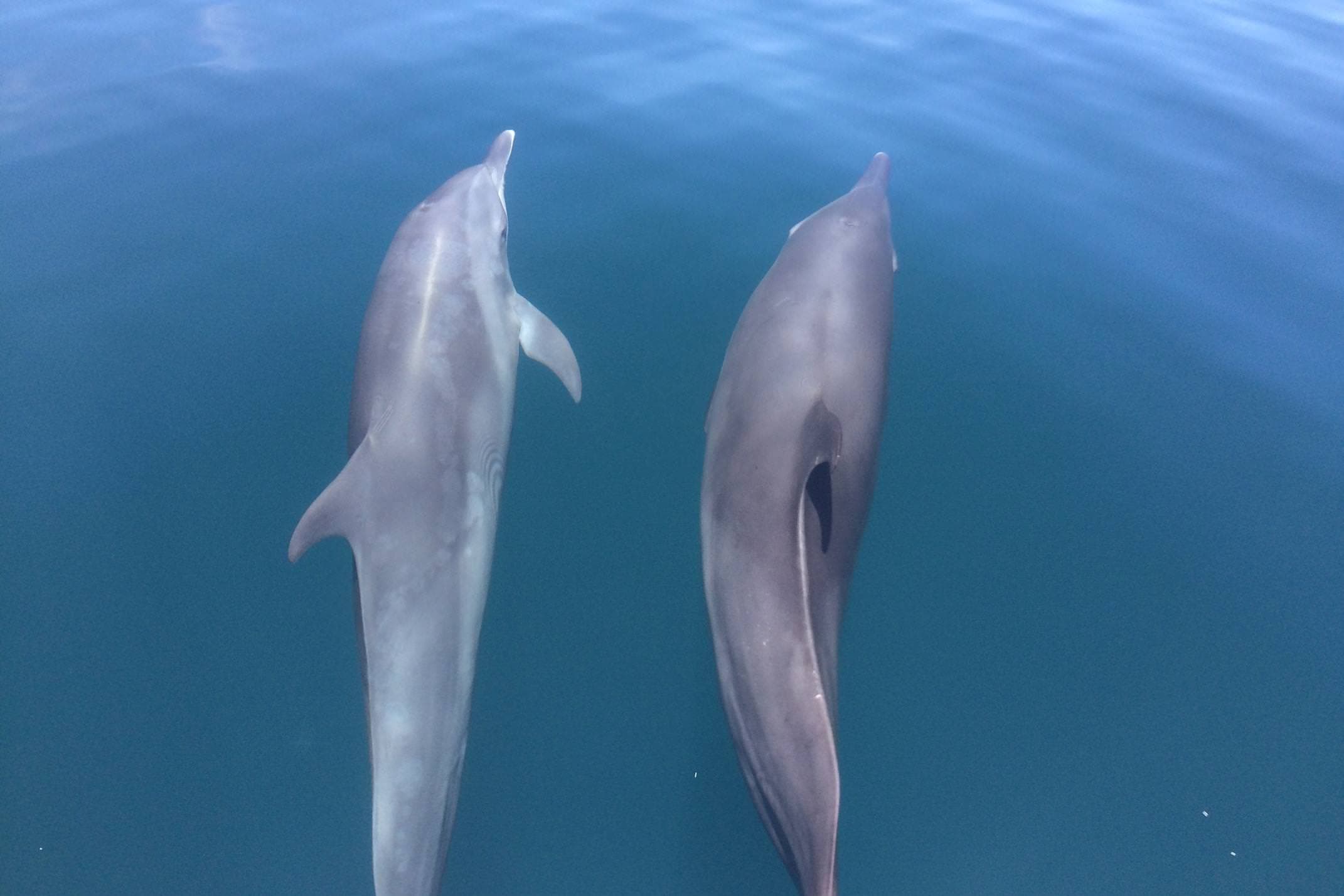 Dolphin watching, Golfo Dulce