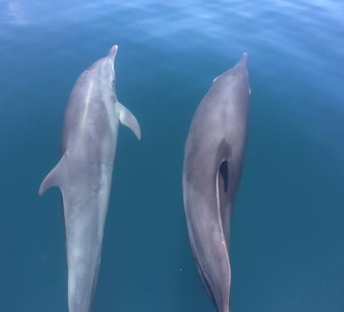 dolphins costa rica gulfo dulce