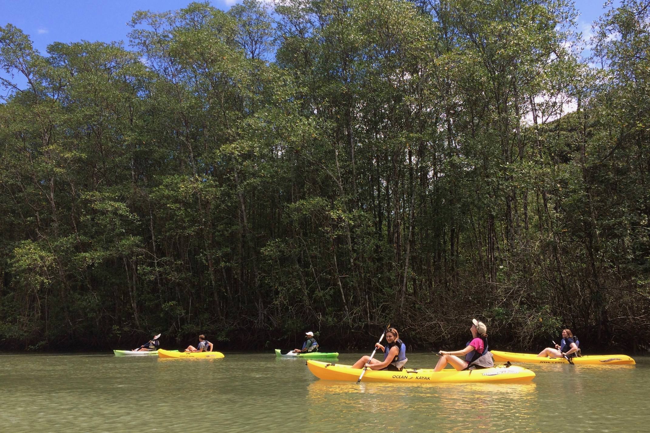 Costa rica osa peninsula golfo dulce kayak mangroves