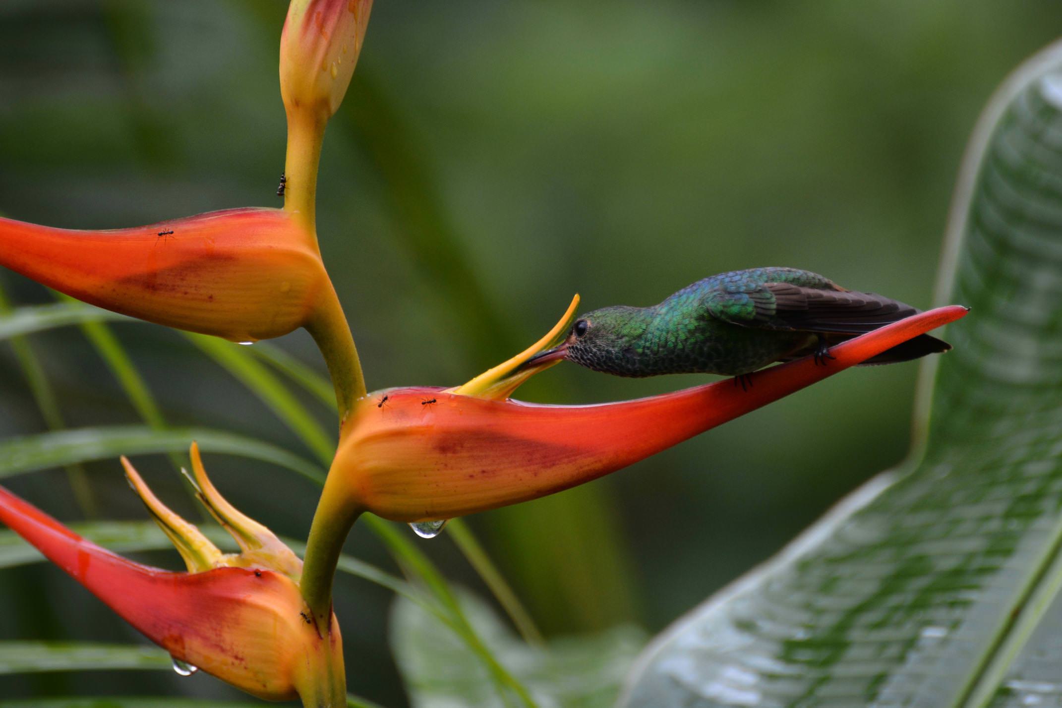 Costa rica osa peninsula hummingbird on heliconia flower c matt power