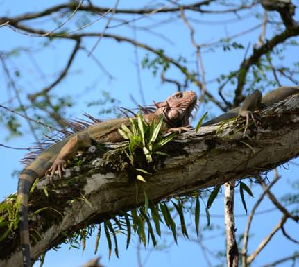 Costa rica osa peninsula iguana in tree at drake bay c matt power