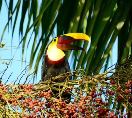 Costa rica osa peninsula laughing toucan c matt power