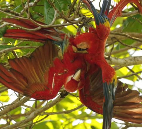 costa rica scarlet macaws osa peninsula
