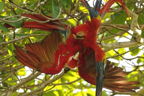costa rica scarlet macaws osa peninsula