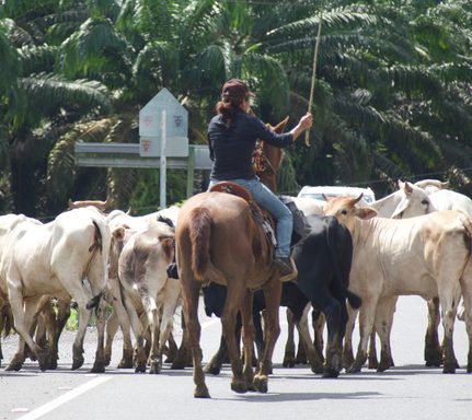 Costa rica osa peninsula puerto jimenez cattle cows tom pura aventura