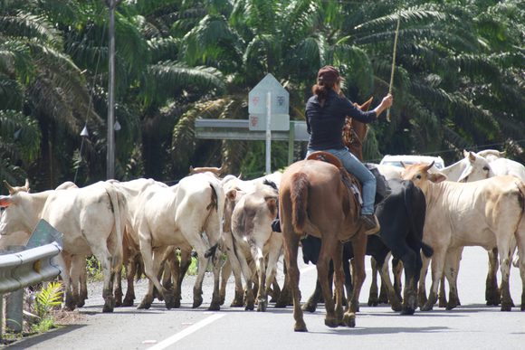 cattle in the road on the osa peninsula