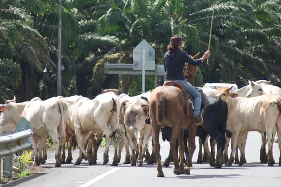 local woman on a horse herding cattle on the road near puerto jimenez