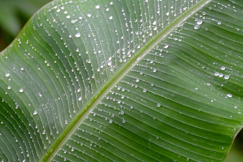 Costa rica osa peninsula raindrops on palm c matt power