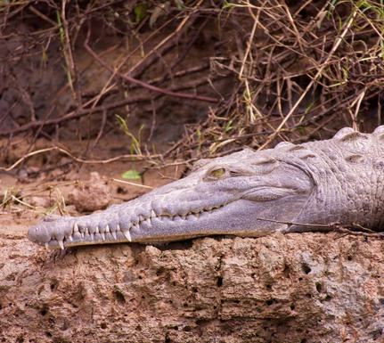 Costa rica osa peninsula sierpe river crocodile