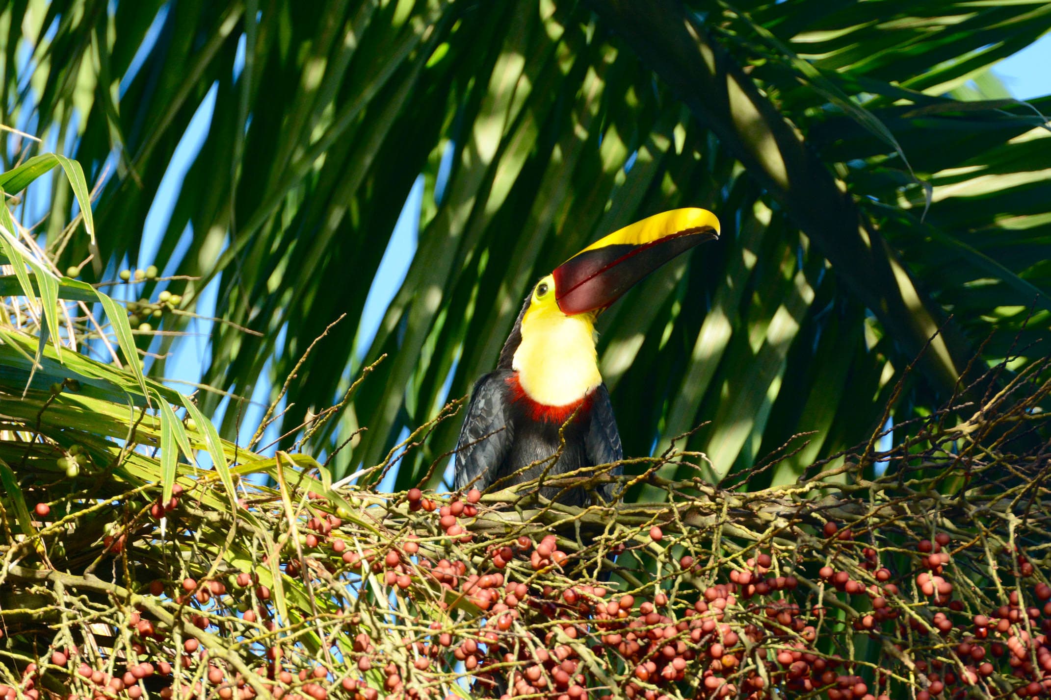 Costa rica osa peninsula toucan c matt power