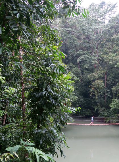 Hanging bridge, Drake Bay