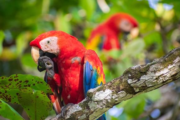 scarlet macaws osa peninsula