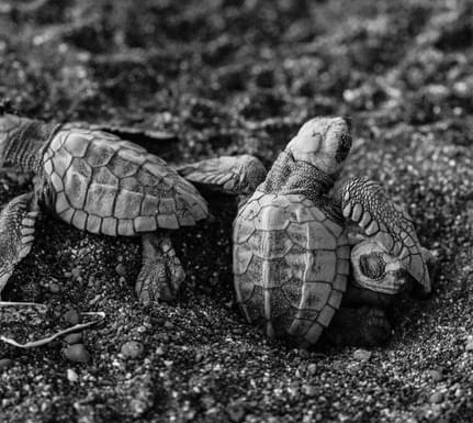 Costa rica ostional turtles c pura guest leonard sussman
