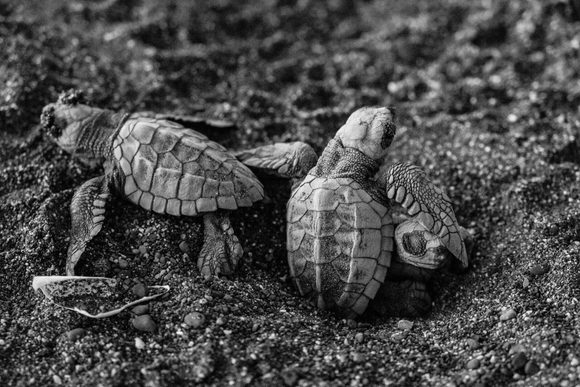 Olive ridley sea turtles hatching on the dark sands of Ostional beach, Costa Rica