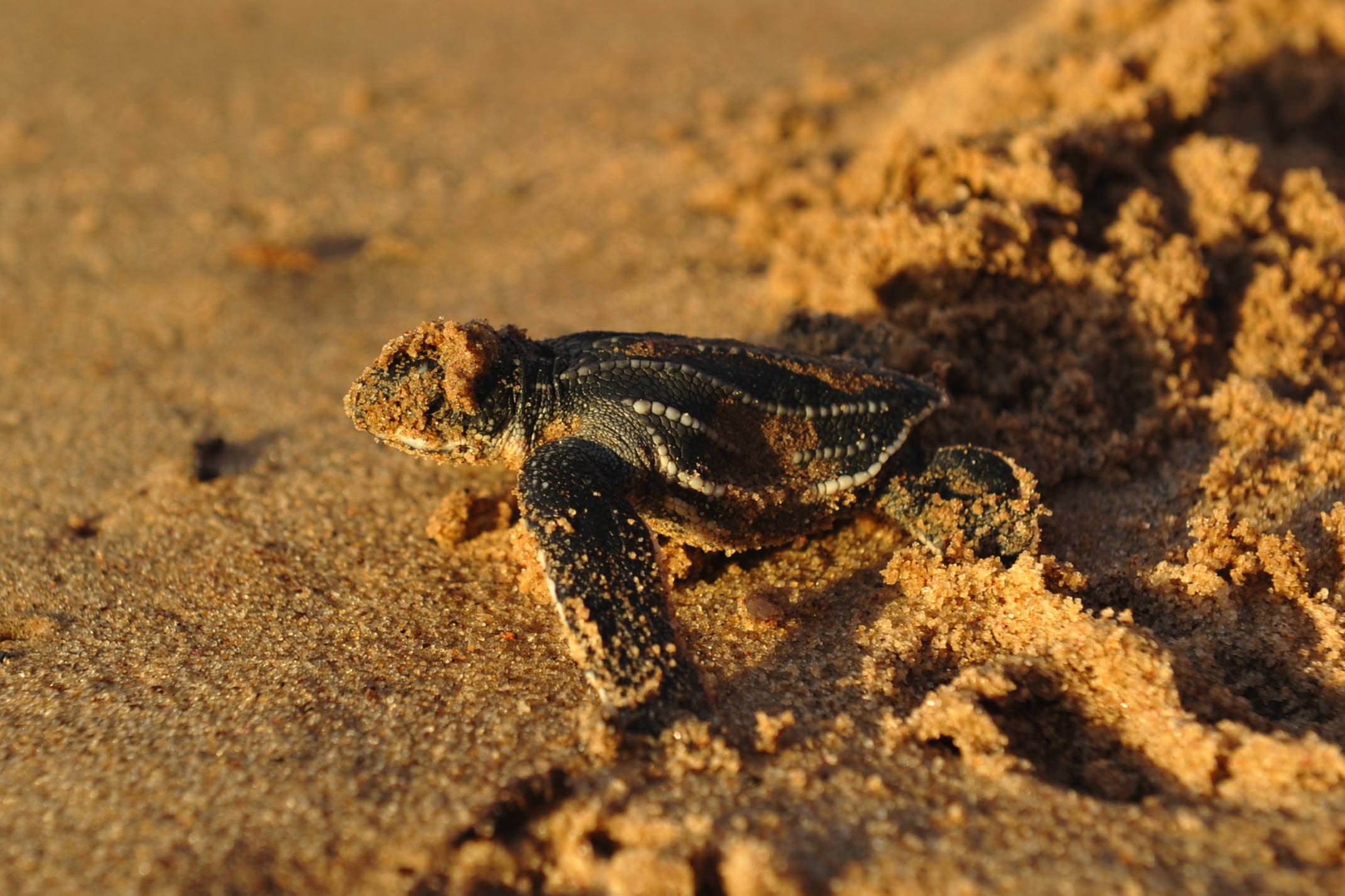 Costa rica pacific hatching turtle stephanie rousseau CROPPED