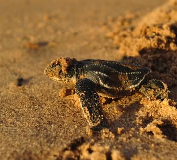 an olive ridley turtle hatchling emerges from its nest on the beach at ostional