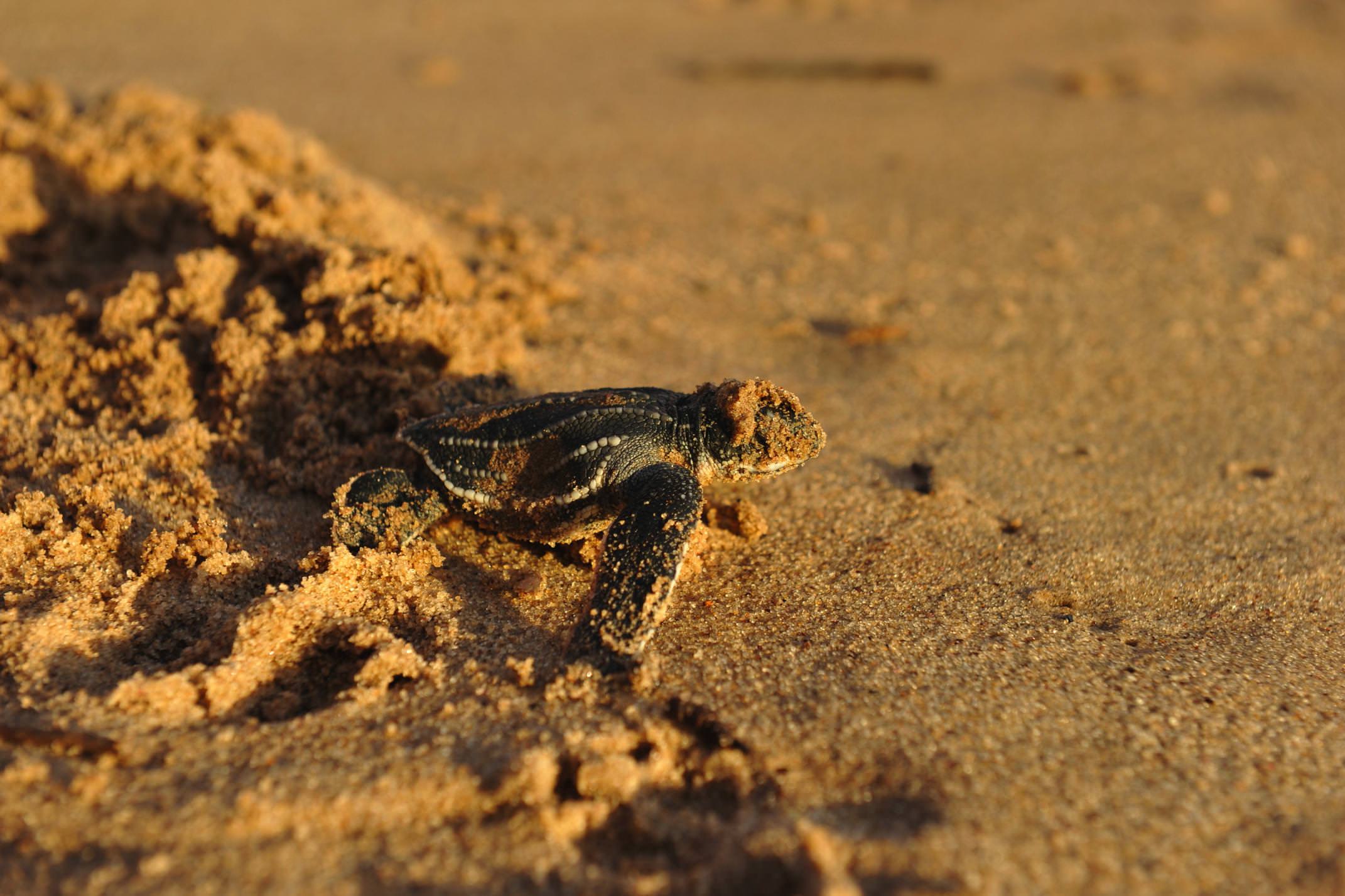 Costa rica pacific hatching turtle stephanie rousseau reverse