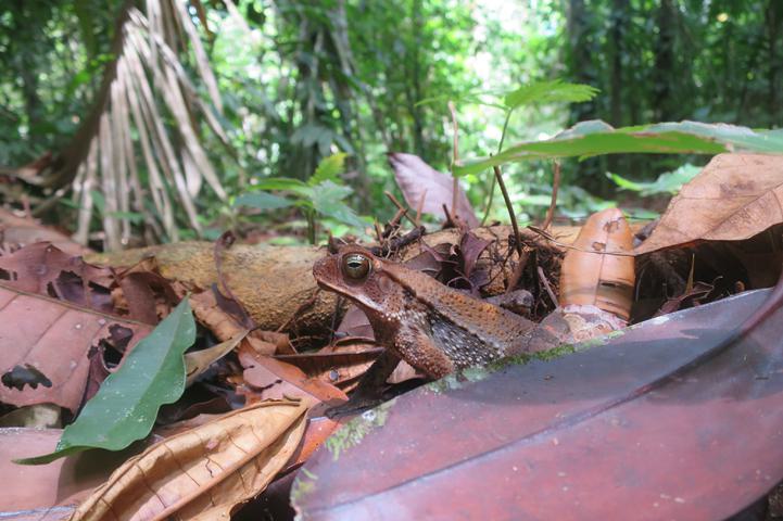 Costa rica piedras blancas frog forest floor c thomas power pura aventura