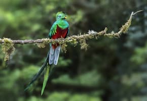 Costa rica quetzal turrialba rancho naturalista