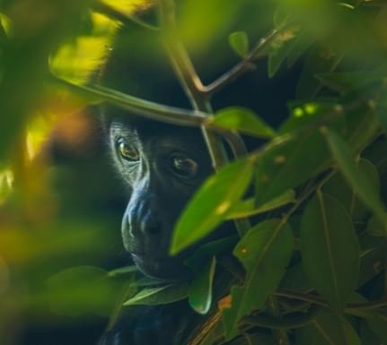 Costa rica rio perdido lodge 2