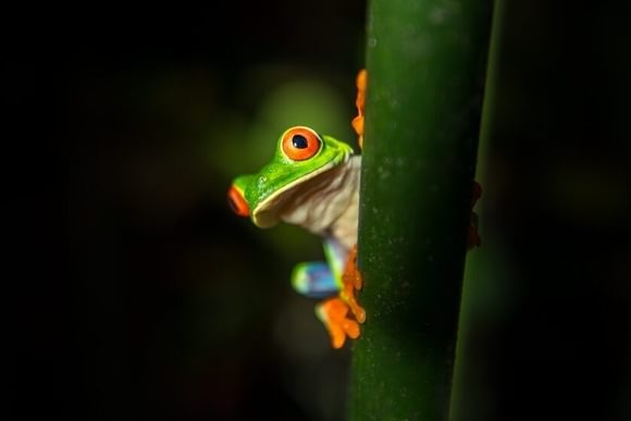 red-eyed tree frog at night