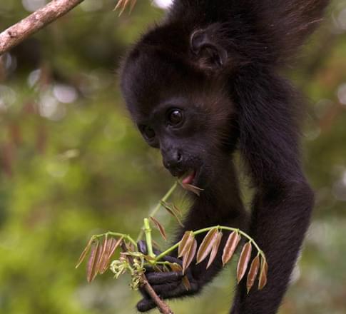 Costa Rica black faced monkey