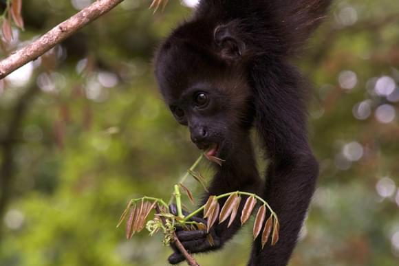 Costa Rica black faced monkey