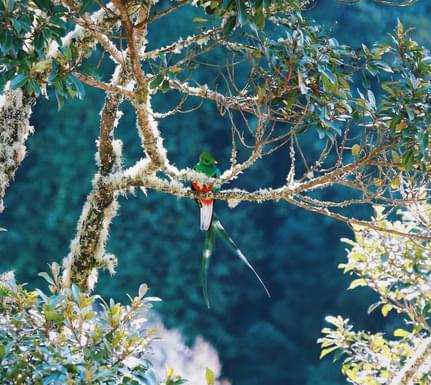Costa rica san gerardo de dota trogon lodge 2