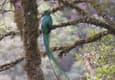 Costa rica san gerardo resplendent quetzal