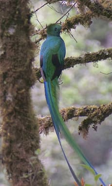 Costa rica san gerardo resplendent quetzal