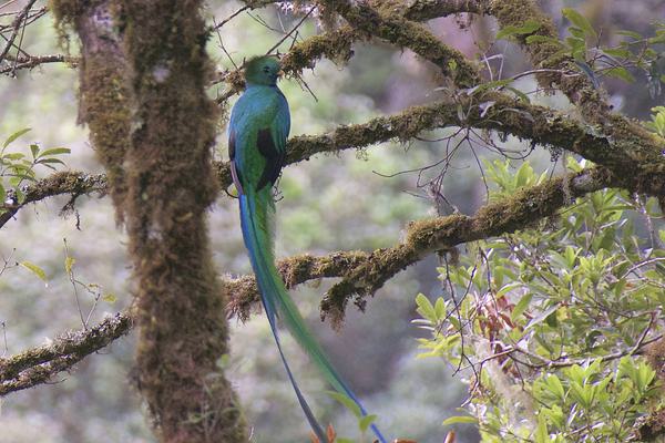 Costa rica san gerardo resplendent quetzal