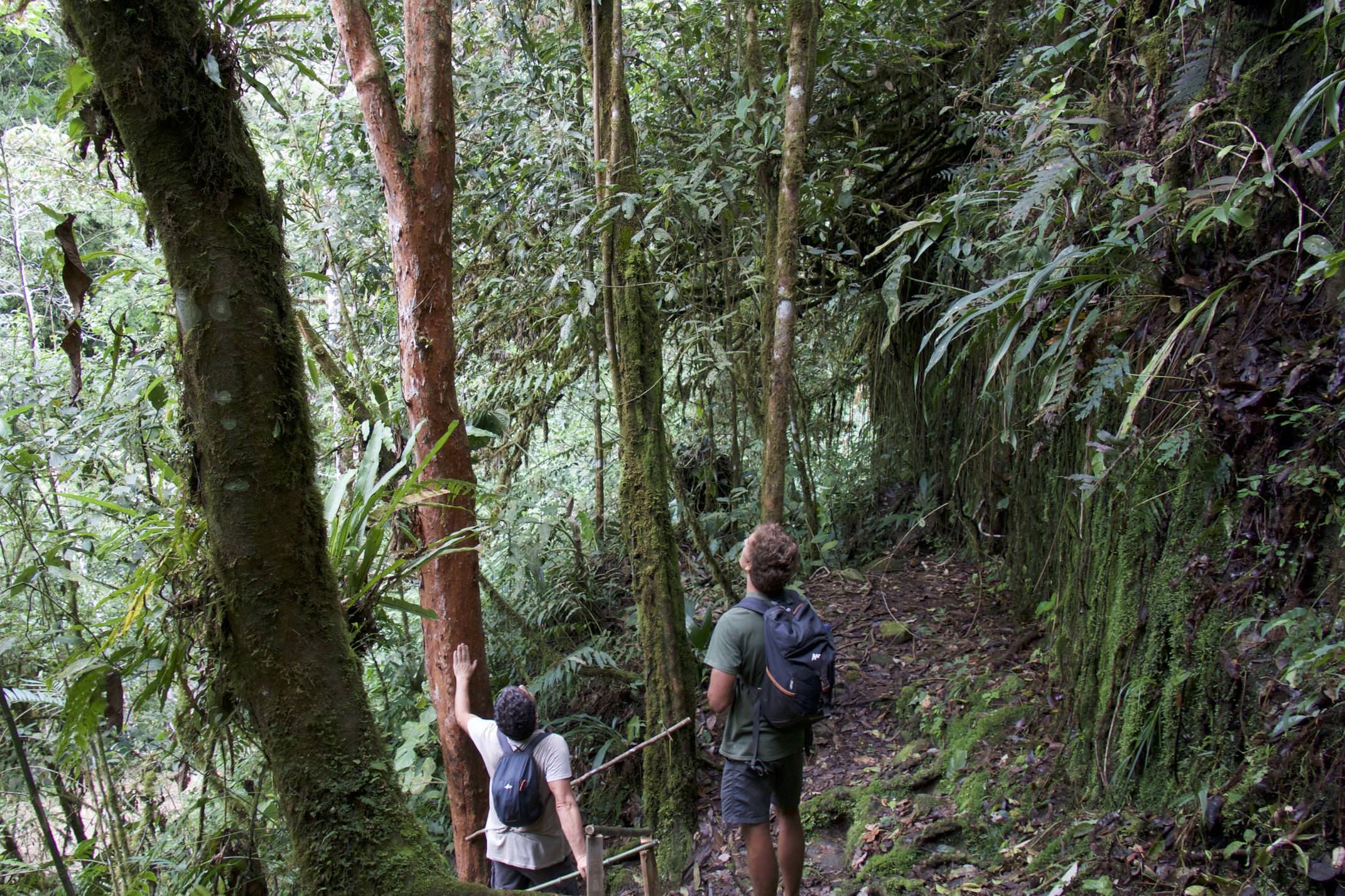 Costa rica san gerardo rivas chirripo cloudbridge looking up at tall trees