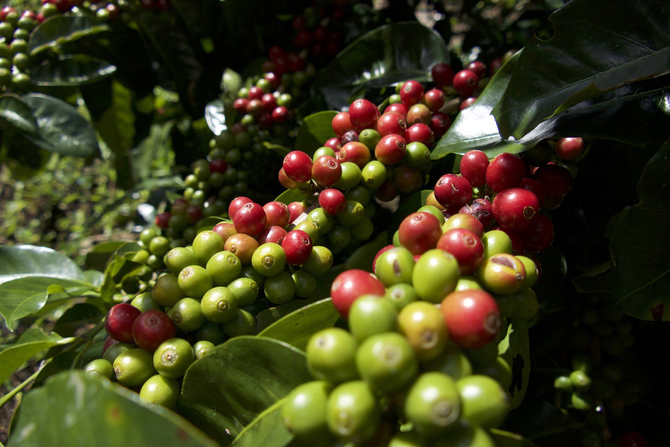 Costa rica san gerardo rivas chirripo coffee ripe beans