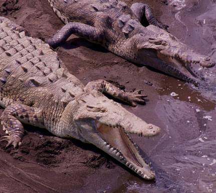 Costa rica tarcoles crocodiles