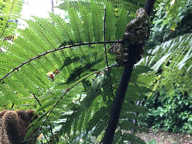 Costa rica tenorio eyelash viper c thomas power pura aventura