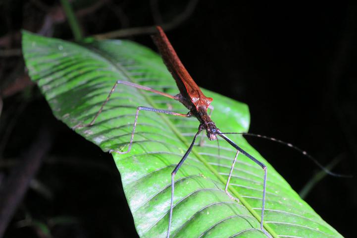 Costa rica tenorio night walk insect c thomas power pura aventura