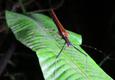 Costa rica tenorio night walk insect c thomas power pura aventura