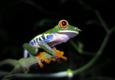 Costa rica tenorio night walk tree frog 2 c thomas power pura aventura