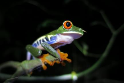Frog on a night walk in Tenorio