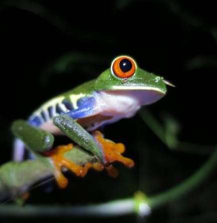 Frog on a night walk in Tenorio