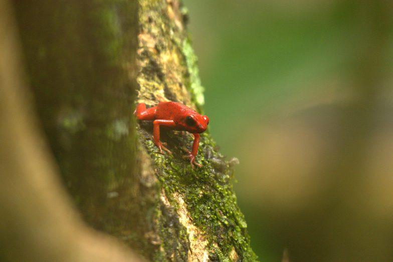 Costa rica tom power pura aventura 30 manzanillo caribbean frogs