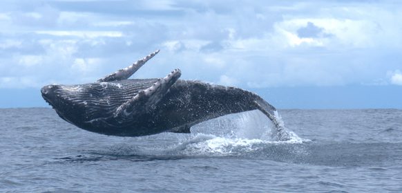 Costa rica tom power pura aventura 37 whale watching drake bay osa peninsula
