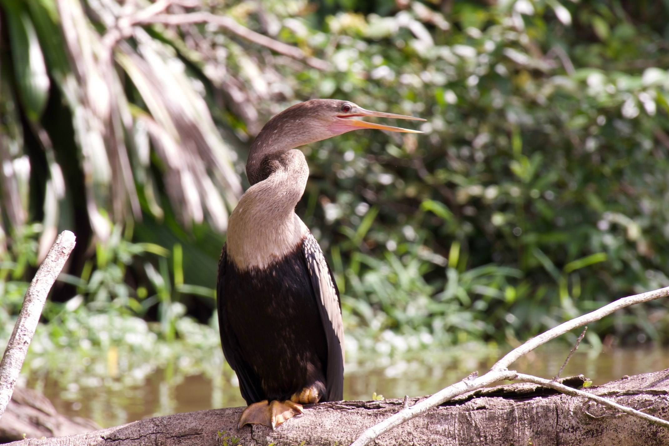 Costa rica tortuguero caribbean bird