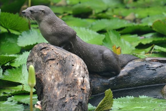 giant river otter perched against a rock surrounded by water lilly pads in the waterways of tortuguero national park