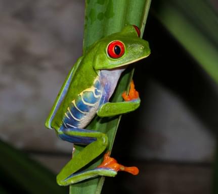 Costa rica tortuguero red eyed treefrog agalychnis callidryas hanging on a leaf in tortuguero national park costa rica