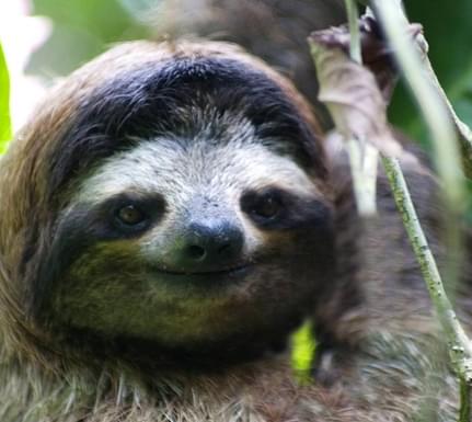Costa rica tortuguero sloth CRT cropped