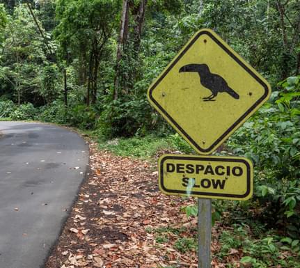 Costa rica toucan slow sign istock