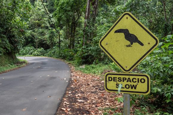 road sign with outline of a toucan telling drivers to slow down next to a paved road in the jungles of costa rica
