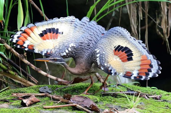 a sunbittern spreads its wings spectacularly on the edge of a lake near turrialba